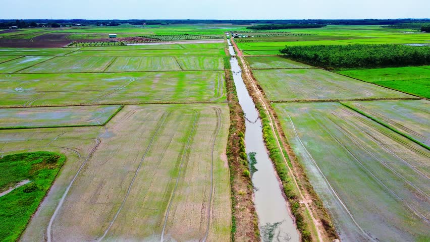 Aerial view of vast rice fields with irrigation canals in rural Vietnam, showcasing lush green farmland, agriculture, and traditional farming landscapes under a clear sky.