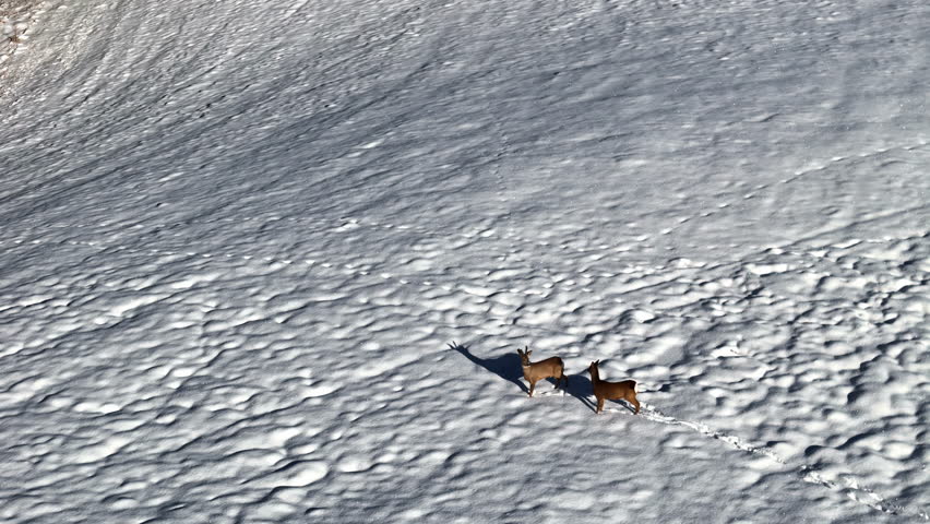Two deer walking through a snowy field casting shadows in the bright sunlight