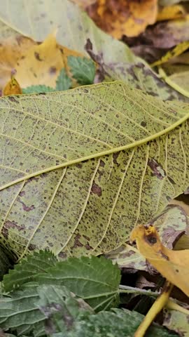Fall Foliage Peak Falling Autumn Leaves from Trees on Ground Leaf Changing Vibrant Colors