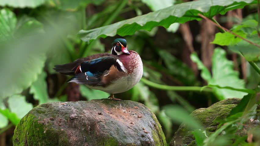 Close up shot of a male Wood Duck (Aix sponsa) perches on a rock, its neck tucked beneath its feathers.