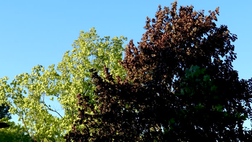 Strong gusting winds blowing tree tops against a cloudless blue sky.
