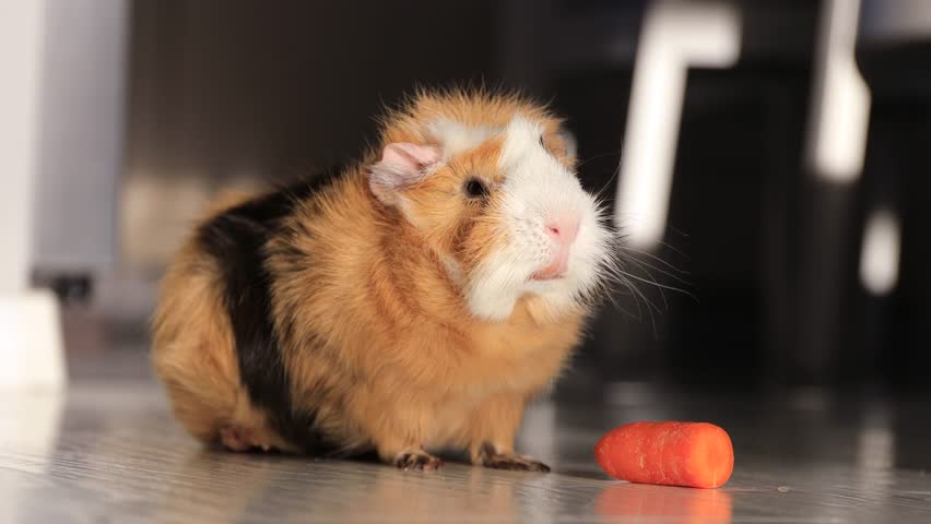 Guinea pig eating carrot on the kitchen floor