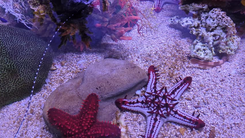 Bright Red Starfish and Red knob sea star, spine species of starfish from the Indo-Pacific. Five arms. Skeleton supports large central disk. Indian shallow ocean water. Sandy muddy seabeds.