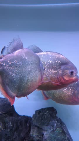 Red pirahnas (Pygocentrus nattereri) in aquarium 