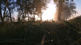 A stunning sunrise scene unfolds, showcasing dewy grass and silhouetted trees in a foggy meadow at dawn - Powered by Shutterstock - Get 15% off with code: PIKWIZARD15