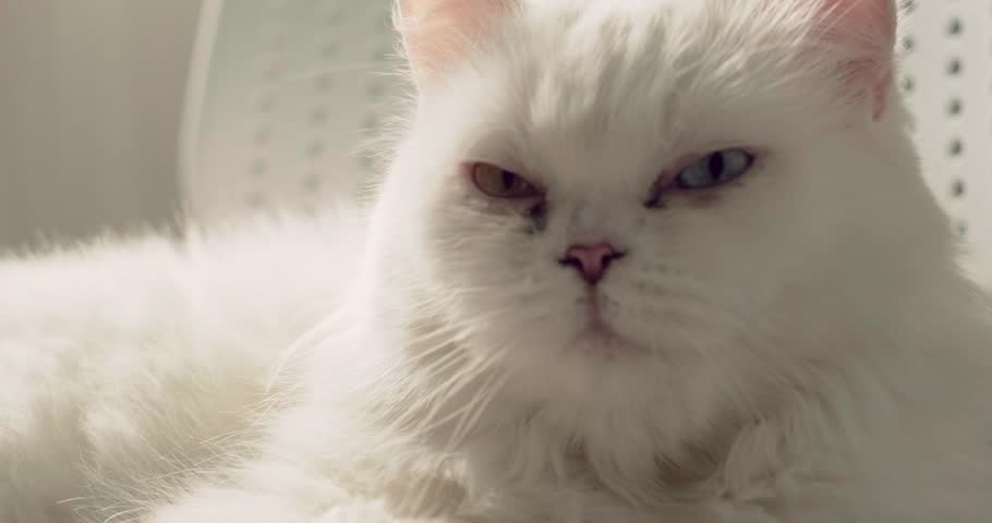 fluffy white Persian cat sits on a chair, licking its paw while grooming itself, slightly narrowed eyes give it a sleepy and relaxed expression, feline hygiene, pet wellness, home comfort