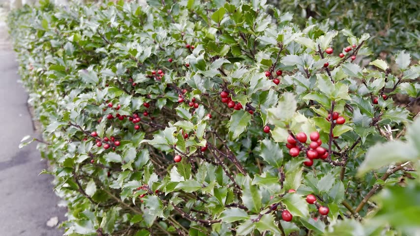 Holly bush with red berries and green foliage, nature textured background 