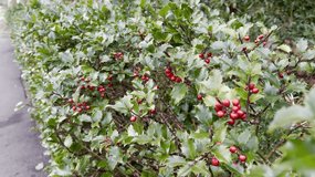 Holly bush with red berries and green foliage, nature textured background  - Powered by Shutterstock - Get 15% off with code: PIKWIZARD15