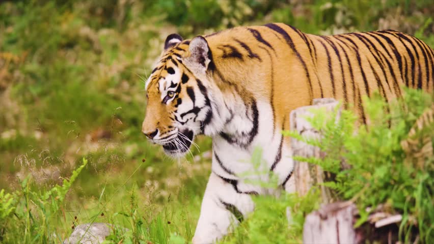 The fighter lion enjoy your life today video.