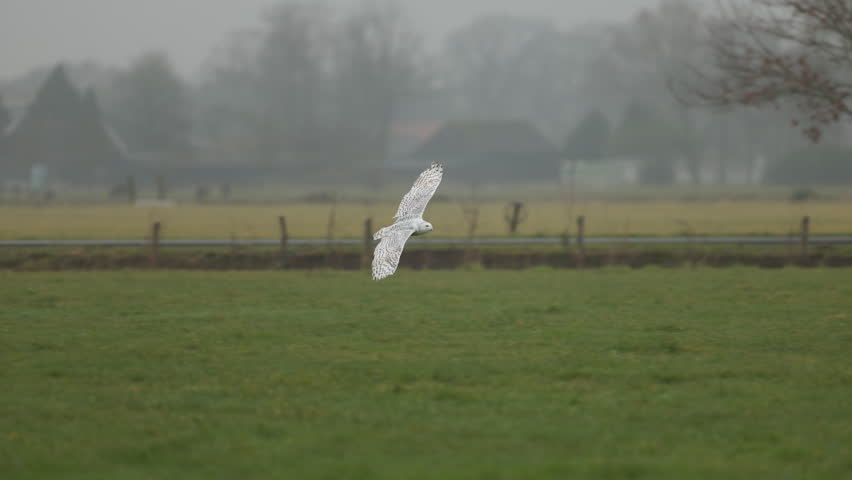 Tracking slomo shot of Arctic Owl (Bubo scandiacus) in flight over green pasture