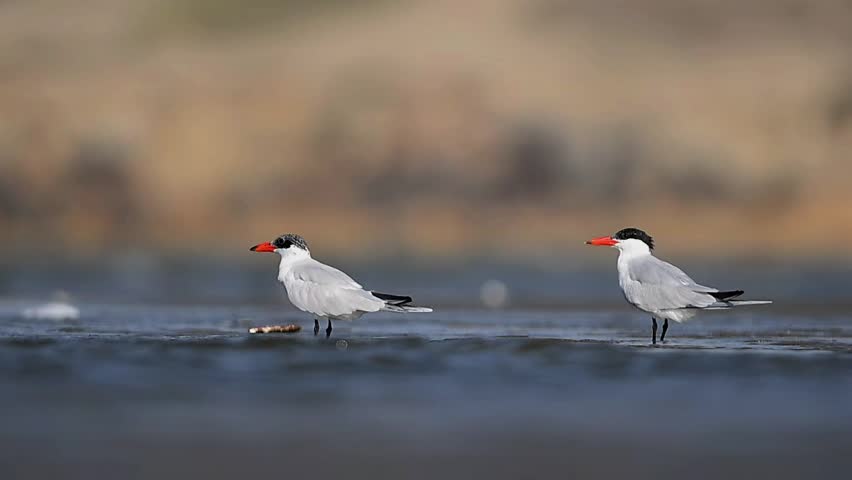 showcases two ElegantCaspian Terns , their elegant white plumage and black caps contrasting against the calm water.