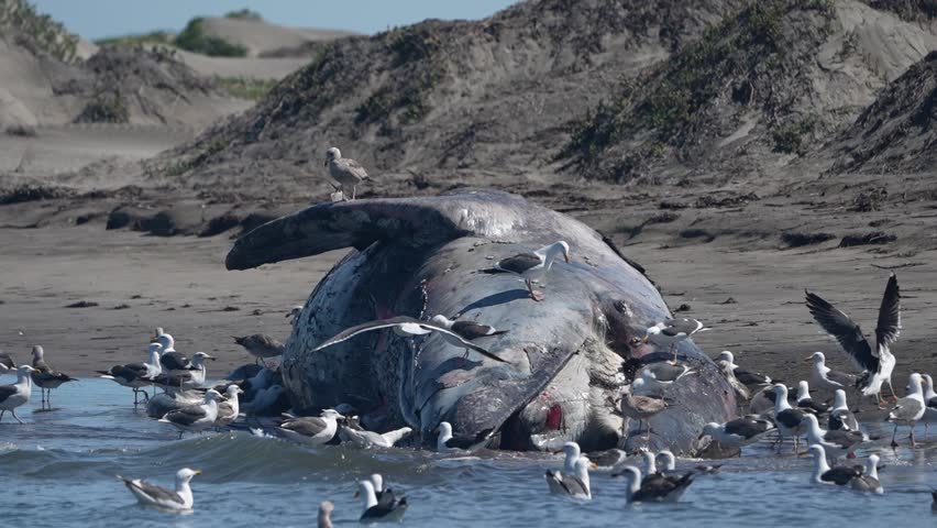 dead  Male gray whale on the shore of bahia magdalena baja california sur mexico