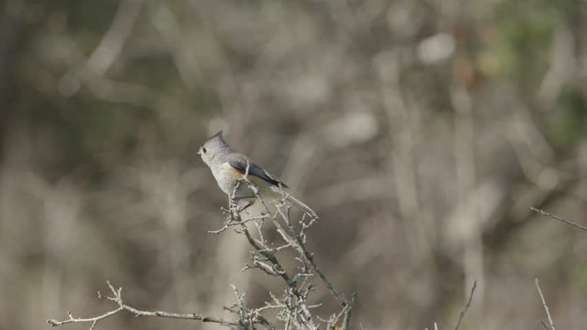 Tufted Titmouse perched on a tree branch and flying away - Baeolophus bicolor