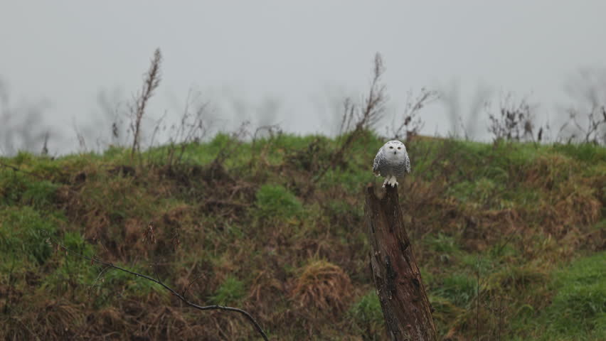 Snowy Owl takes off from perch and in flight fails to grab dead prey in river