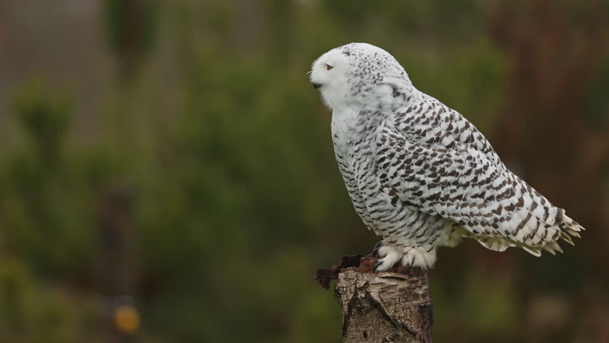 Striking snowy owl (Bubo scandiacus) on wooden perch giving a loud call