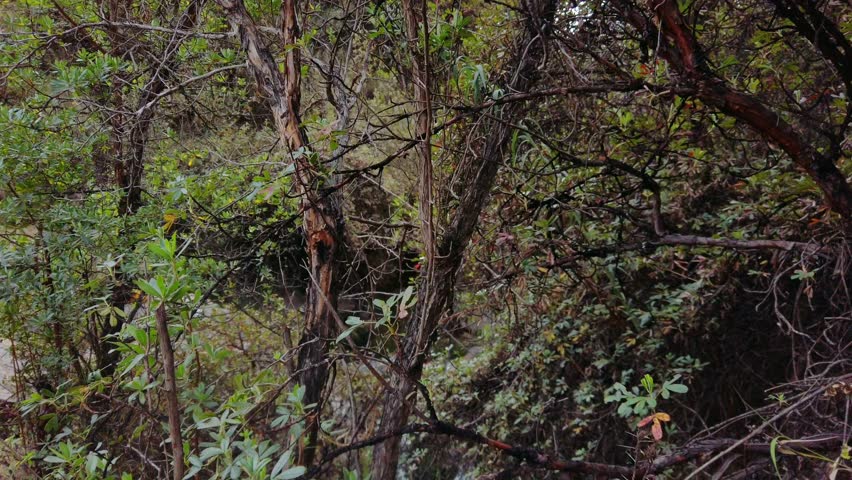 Small waterfall framed by foliage on the Puka Pukara to Inkilltambo trek near Cusco, Peru. Day tour on old Inca road systems leading to historical ruins outside Cusco