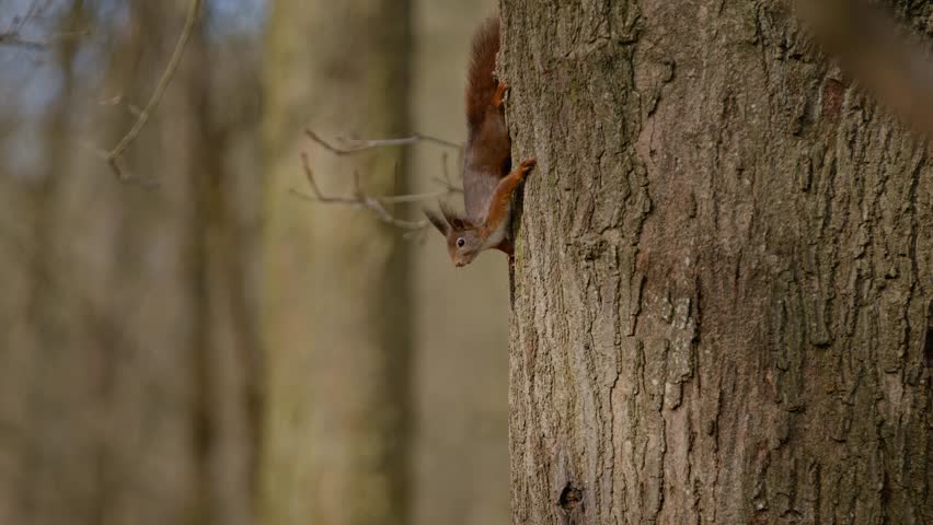 A squirrel clings to a tree trunk in a forest in Clinge, Zeeland, Netherlands
