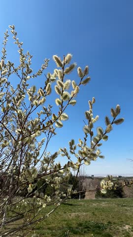 A short video of Pussy Willows in Bloom in Spring.
