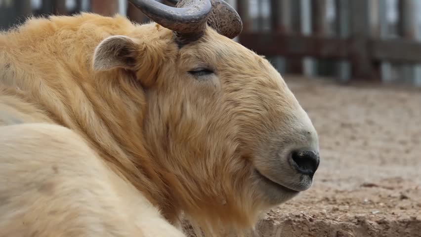 Sweet Smile from a happy golden takin
