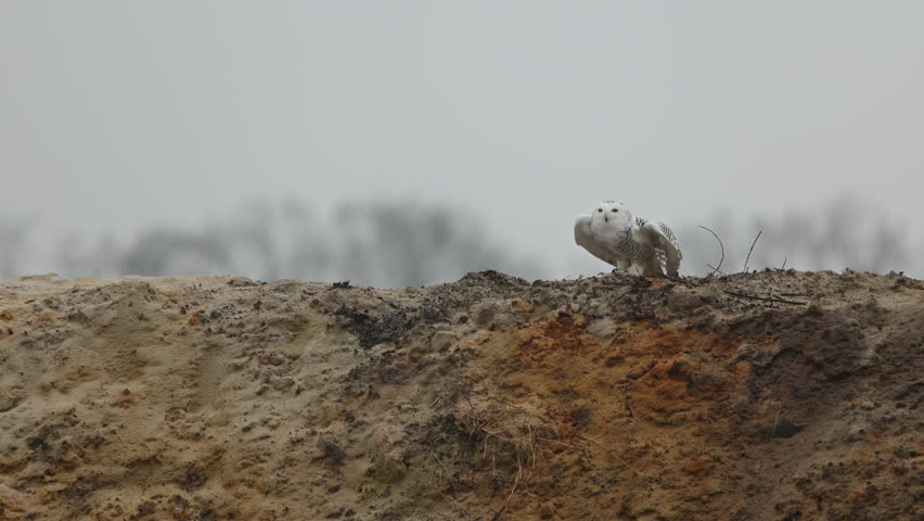 Snowy Owl takes off from river bank to fly over water surface, slomo
