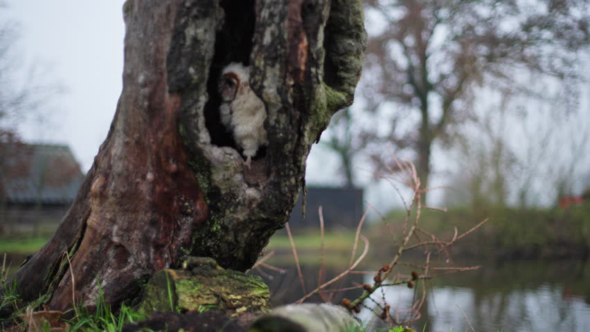 Shy Barn Owl (Tyto alba) chick peeps out of hole in old tree trunk, telephoto