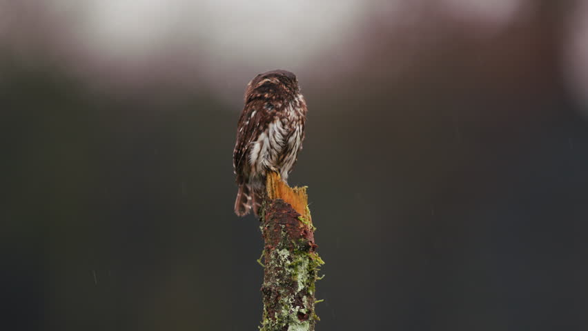 Eurasian pygmy owl perched on a mossy tree stump in the rain, looking alert