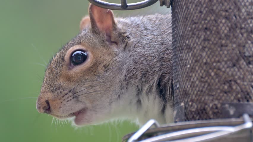 Grey Squirrel (Sciurus carolinensis) eating sunflower hearts from a garden bird feeder. Joined briefly by a sparrow. March, Kent, UK [Slow motion x5]