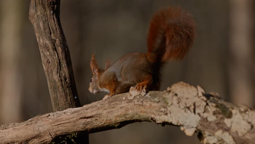 Squirrel climbing a tree in a peaceful forest, slow motion, Zeeland, the Netherlands