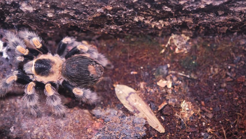 Giant Dangerous Venomous Brachypelma Hamorii Tarantula Spider Held in Glass Terrarium at Pet Shop Display or Tropical Animals Exhibition Fair