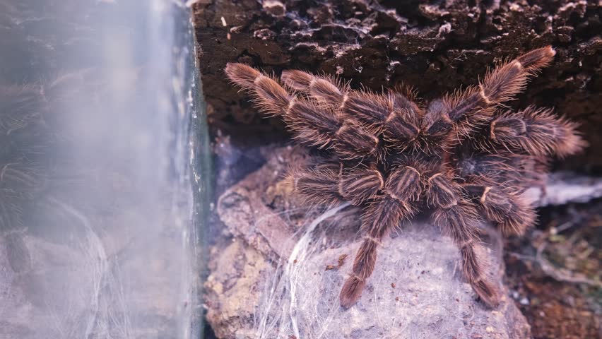 Giant Dangerous Venomous Brachypelma Hamorii Tarantula Spider Held in Glass Terrarium at Pet Shop Display or Tropical Animals Exhibition Fair
