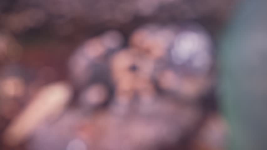 Giant Dangerous Venomous Brachypelma Hamorii Tarantula Spider Held in Glass Terrarium at Pet Shop Display or Tropical Animals Exhibition Fair