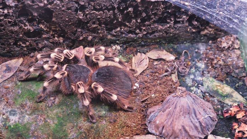 Giant Dangerous Venomous Brachypelma Hamorii Tarantula Spider Held in Glass Terrarium at Pet Shop Display or Tropical Animals Exhibition Fair