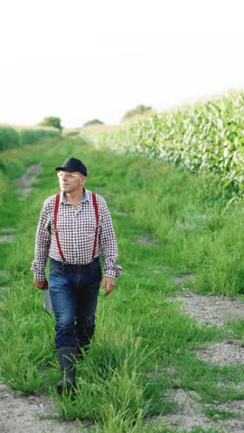 Vertical Video of Farmer man with digital tablet in hand walks along dirt road between agricultural fields of corn. Harvest inspection. Senior with tablet in hands. Farmer agronomist checks eco-crops
