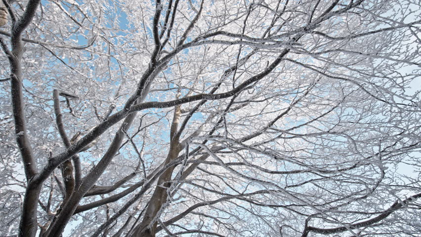 Snow-covered trees with branches stretching against a bright blue sky.