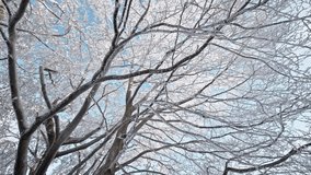 Snow-covered trees with branches stretching against a bright blue sky. - Powered by Shutterstock - Get 15% off with code: PIKWIZARD15