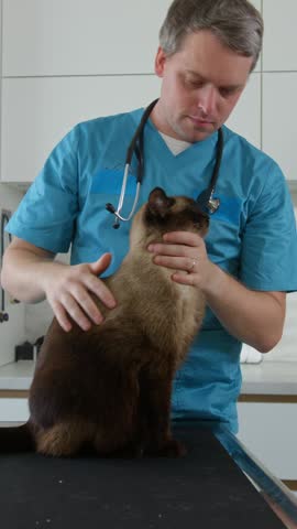 Vertical video of Veterinarian doctor petting a beautiful cat before a health exam in the clinic, medium shot. Pet animals care concept.