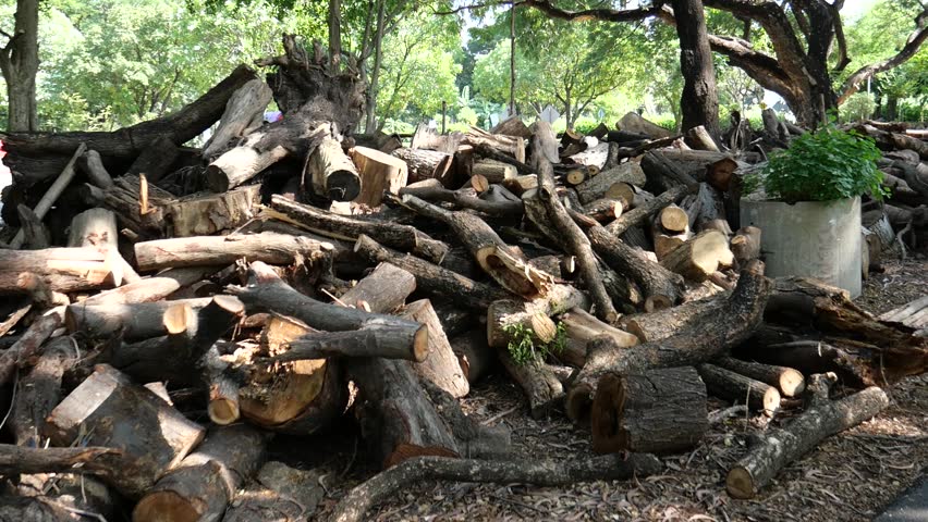 Pile of cut logs and branches 