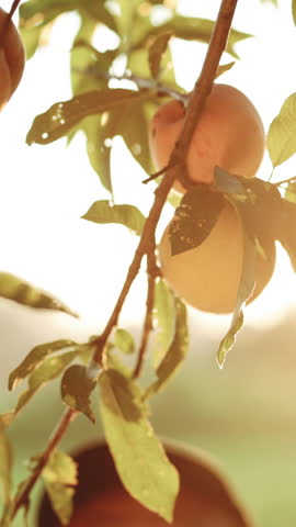 Vertical Video of Male picks big ripe peaches. Fruits ripen in the sun. Peach hanging on branch in orchard. Fruit picking season. Fruit peach garden. Male hand hold fresh peach fruit on sunny day.