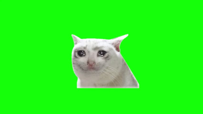 Very Sad cat sticker the green screen background 