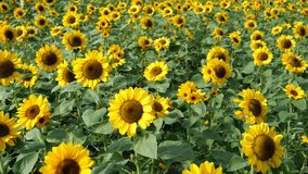 Sunflower plants in the park  - Powered by Shutterstock - Get 15% off with code: PIKWIZARD15