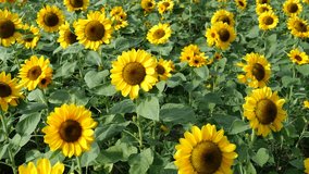 Sunflower plants in the park  - Powered by Shutterstock - Get 15% off with code: PIKWIZARD15