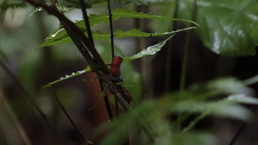 Close-up of a strawberry poison dart frog (Oophaga pumilio) perched on a small branch in Mistico Park near La Fortuna, Costa Rica. The brightly colored frog sits in the humid rainforest environment.