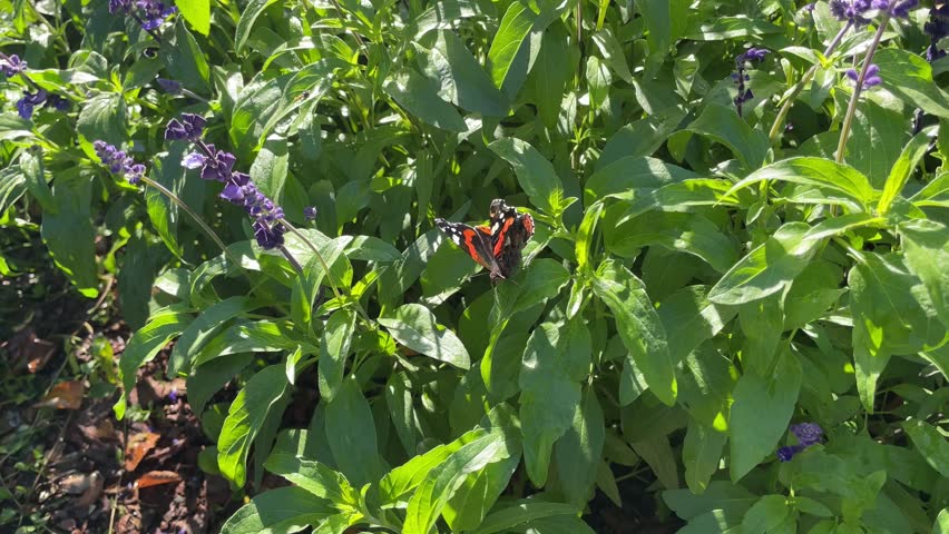 The Red Admiral butterfly on green leaves of garden plants. Vanessa atalanta, red admiral butterfly with black wings, red bands, white spots. macro view