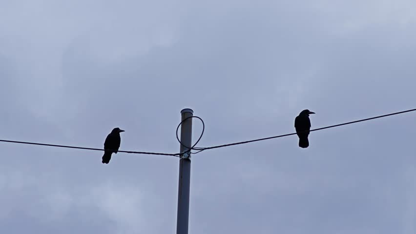 Two Crows on Powerline: One Takes Flight into Open Sky