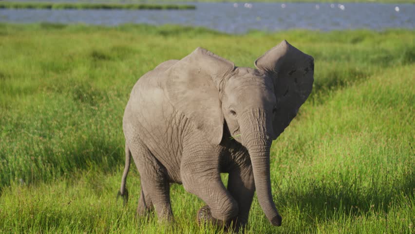 Baby elephant running around with her ears flapping around