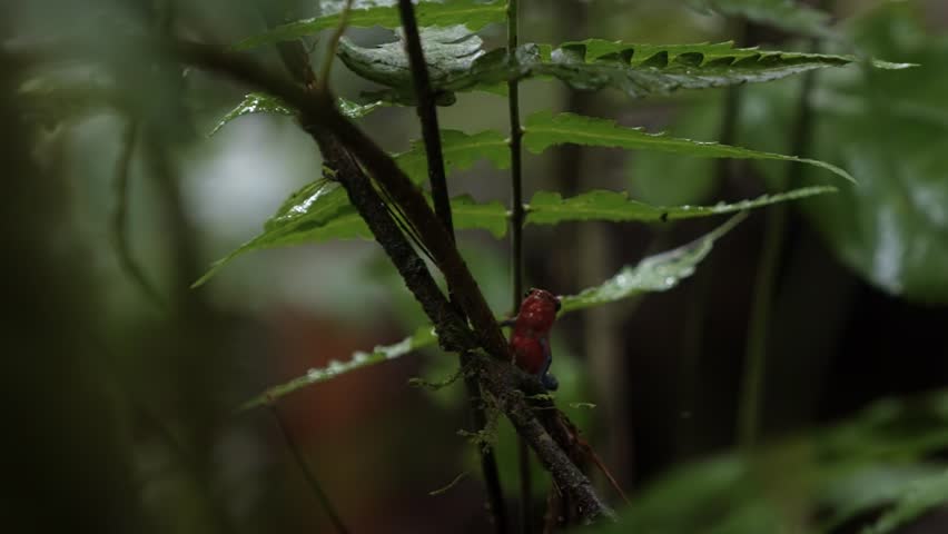 Close-up of a strawberry poison dart frog (Oophaga pumilio) perched on a small branch in Mistico Park near La Fortuna, Costa Rica. The brightly colored frog sits in the humid rainforest environment.