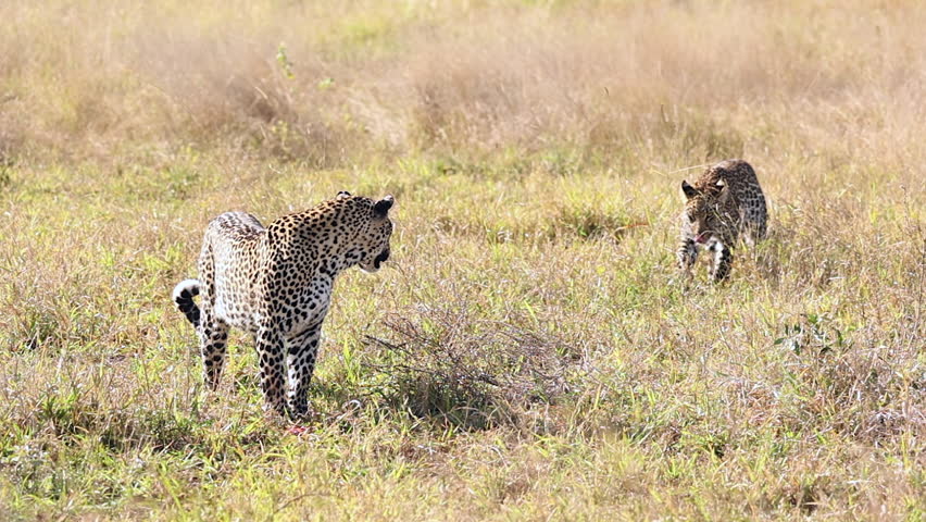 Two backlit leopards on golden hour Kruger National Park savanna