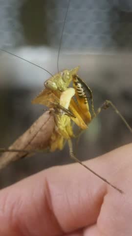 Close-up of Deroplatys desiccata eating a fly larva (maggot). This leaf-mimicking insect carefully captures and devours its prey, showcasing its remarkable predatory behavior and camouflage abilities.