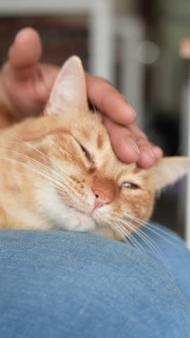Close-up of loving owner gently caressing sleepy ginger tabby cat resting on lap, savoring peaceful moment filled with affection and tranquility in comfort of home. Shooting in slow motion.