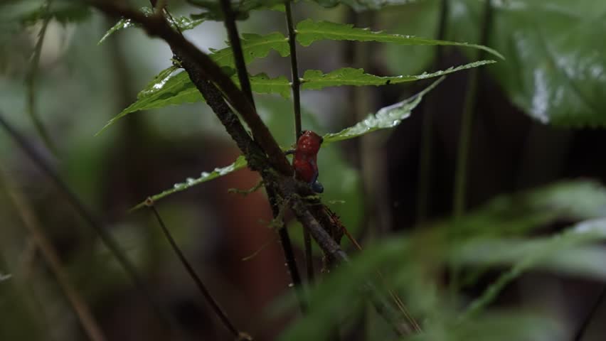 Close-up of a strawberry poison dart frog (Oophaga pumilio) perched on a small branch in Mistico Park near La Fortuna, Costa Rica. The brightly colored frog sits in the humid rainforest environment.
